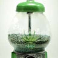 Green007