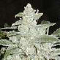 BIGBONGS941