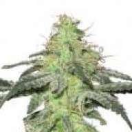 moon47usaco