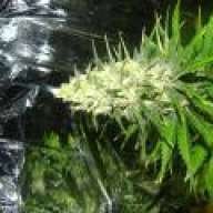 DankBudzzz