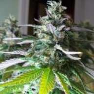 letitgrow77
