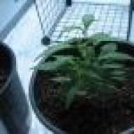 newb1egrower