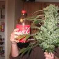 sweetleaf chongo