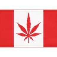 ElectricBud