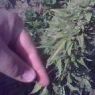 O.G. DEZUS D