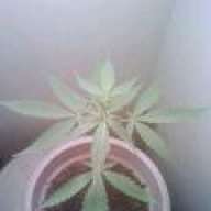 RWTF420