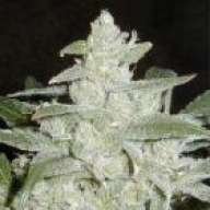 weaver220785