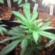 Grow4money