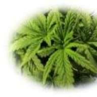 WhatsUp420