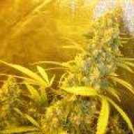 Weedler