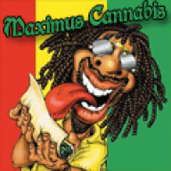 Maximus cannabis