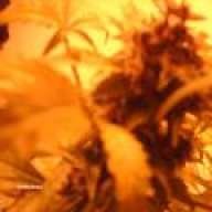 freakishlyyellow