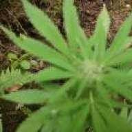 1st420