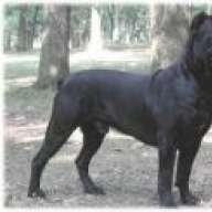 canecorso505