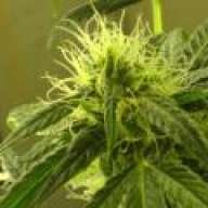 Coalcracker420