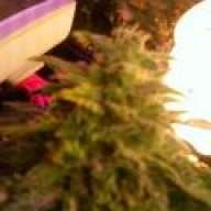 weedfiend2010
