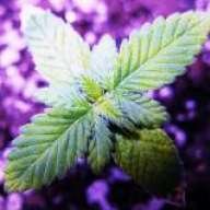sourdieseltech