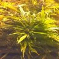 hillbillyherbs