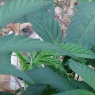 onegreenthumb
