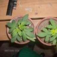 CALIxKUSH