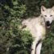 splonewolf
