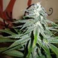 MURK420