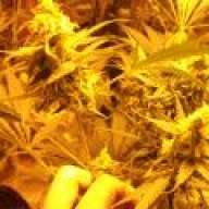 kenthekushman