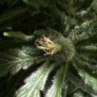 The White Buffalo