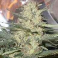 Kala420