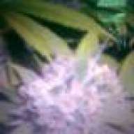 bud087
