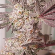 DrGreenthumbVT