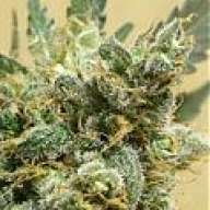 Chronic Connoisseur
