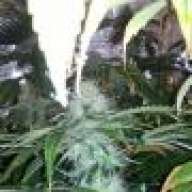 bob420barker