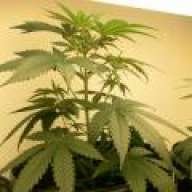 Billybob NewGrower
