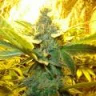 statik
