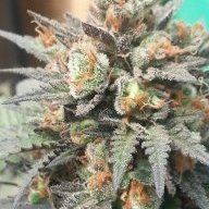 cbtbudz