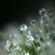 Bluecheeze Skunk