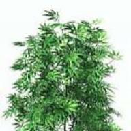 NewGrow420