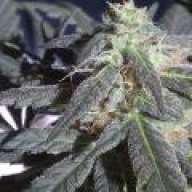 BlowinTrees505
