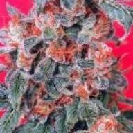 Lucky13Black