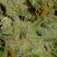 WesternBotany