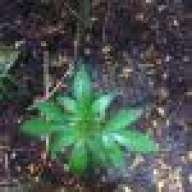 StonerSooph