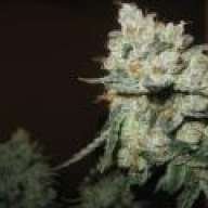 theyoungrowersmoker760