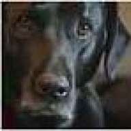 GUNdog15