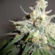 weedtester420