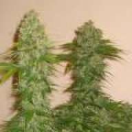 hydrohaze
