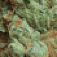 John OG