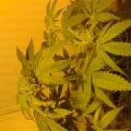 greenworks6