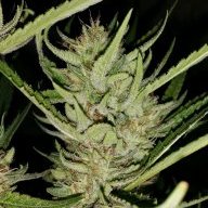909kush