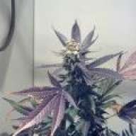 iSmokealottaweed